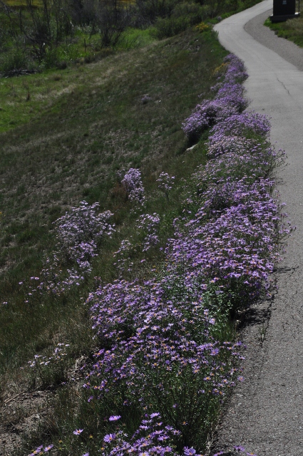 flowers line the path of the Brush Creek Trail